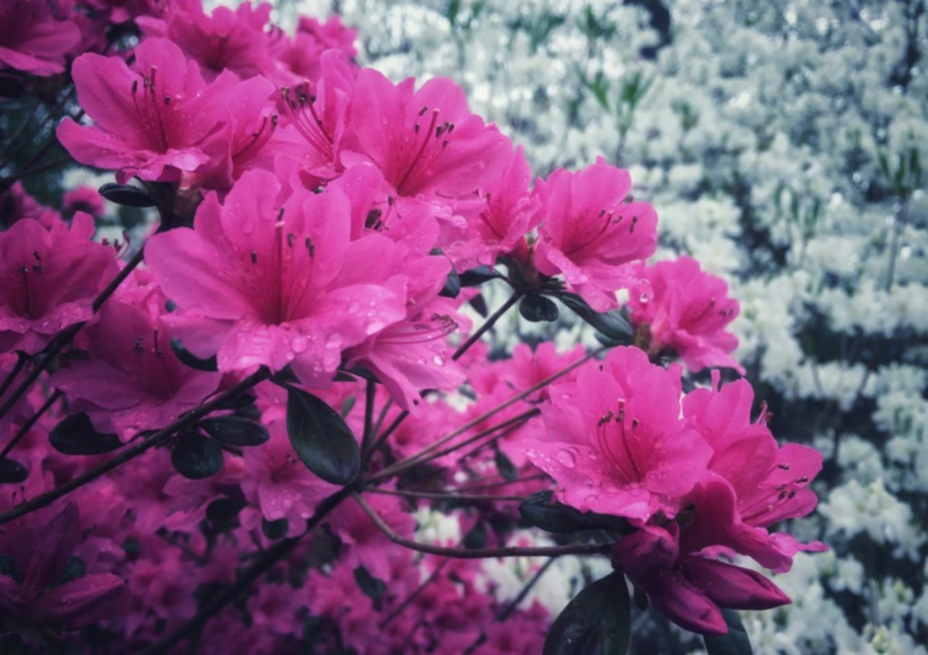 Özelleştirilmiş çözüm geliştirme süreci